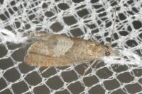Dichrorampha