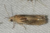 Eucosma conterminana