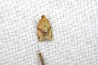 Clepsis consimilana