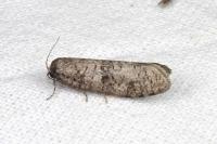 Penestoglossa dardoinella