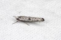 Yponomeuta plumbella