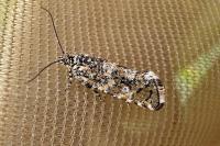 Olethreutes stibiana