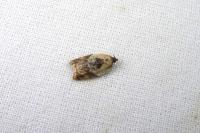 Acleris variegana
