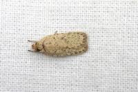 Agonopterix assimilella