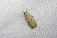 Agonopterix assimilella