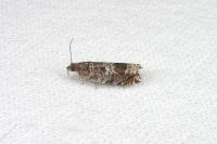 Ancylis achatana
