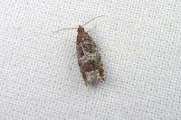 Ancylis achatana