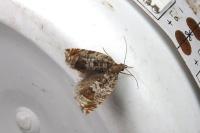 Ancylis achatana