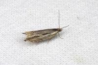 Ancylis apicella