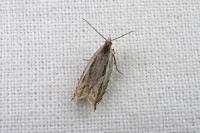 Ancylis apicella