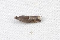 Ancylis sparulana