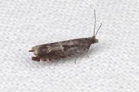 Ancylis sparulana