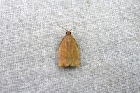 Archips rosana