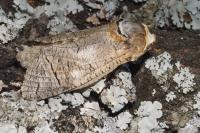 Cossus cossus