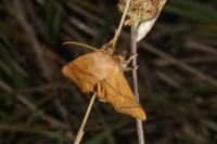 Apoda limacodes