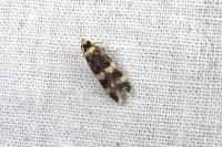 Oegoconia caradjai