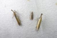Pleurota aristella