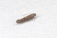 Scrobipalpa