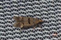 Deltophora stictella
