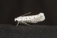 Yponomeuta
