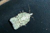 Acleris literana