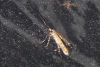 Ochromolopis ictella