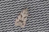 Symmoca signatella