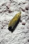 Dichrorampha