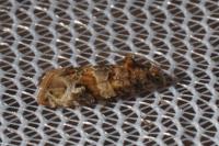 Lobesia botrana