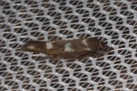 Scythris scopolella