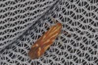 Metzneria aprilella