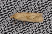 Cochylimorpha meridiana