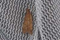 Helcystogramma lutatella