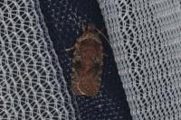 Agonopterix purpurea