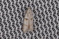 Symmocoides oxybiella
