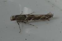 Acrocercops brongniardella