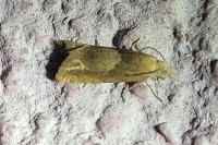 Eucosma conterminana