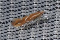 Phyllonorycter corylifoliella