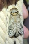 Cossus cossus