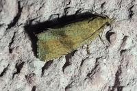 Celypha striana