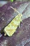 Celypha rivulana