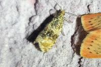 Celypha lacunana