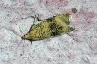 Celypha lacunana