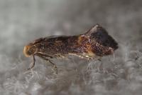 Apodia bifractella