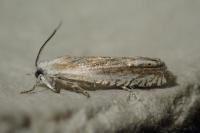 Eucosma albidulana