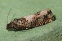 Epiblema