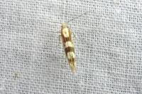 Argyresthia brockeella