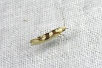 Argyresthia brockeella