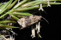 Celypha lacunana