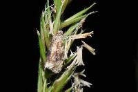 Celypha lacunana